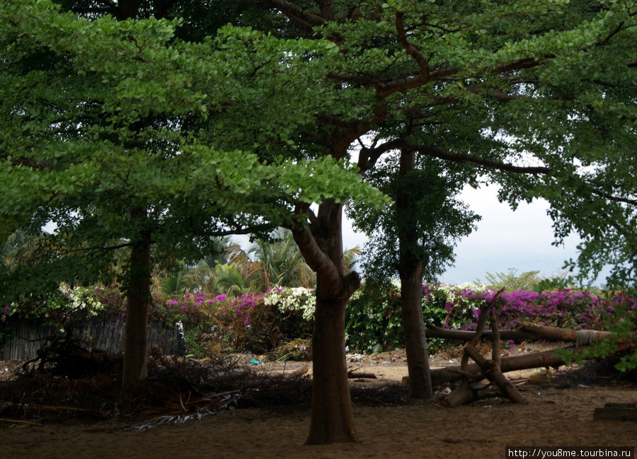 деревья Бужумбура, Бурунди