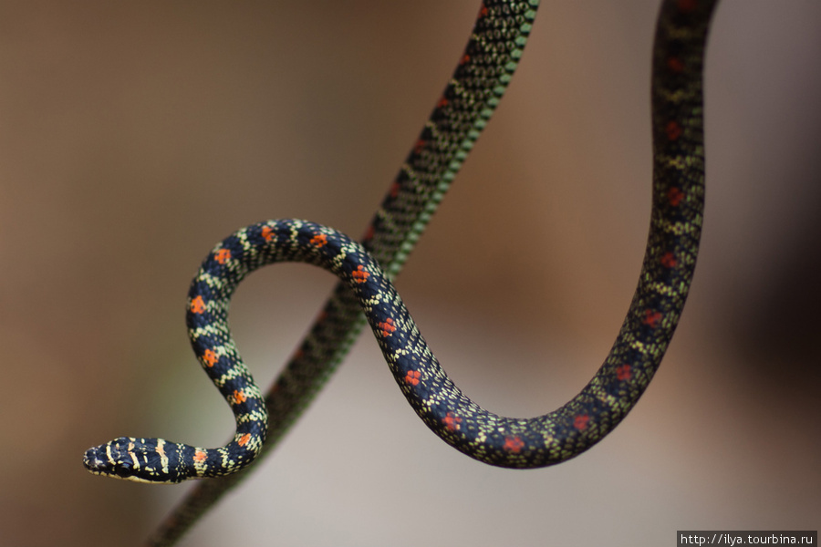 Укротитель змей Южная провинция, Шри-Ланка