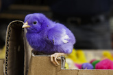 Фиолетовый цыплёнок :-)