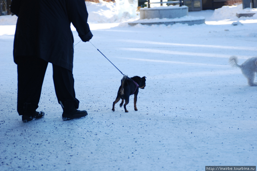 Мы прилетели в воскресенье. По городу гуляли в основном пожилые люди с собачками. Кируна, Швеция