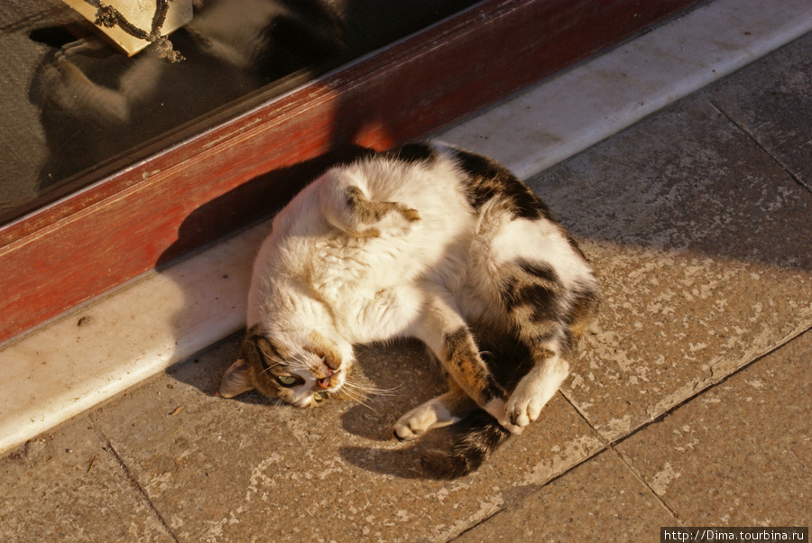 Кошки. Стамбул, Турция