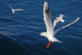 Чайки летают рядом с паромами и подхватывают на лету хлебные крошки, которые бросают им пассажиры.