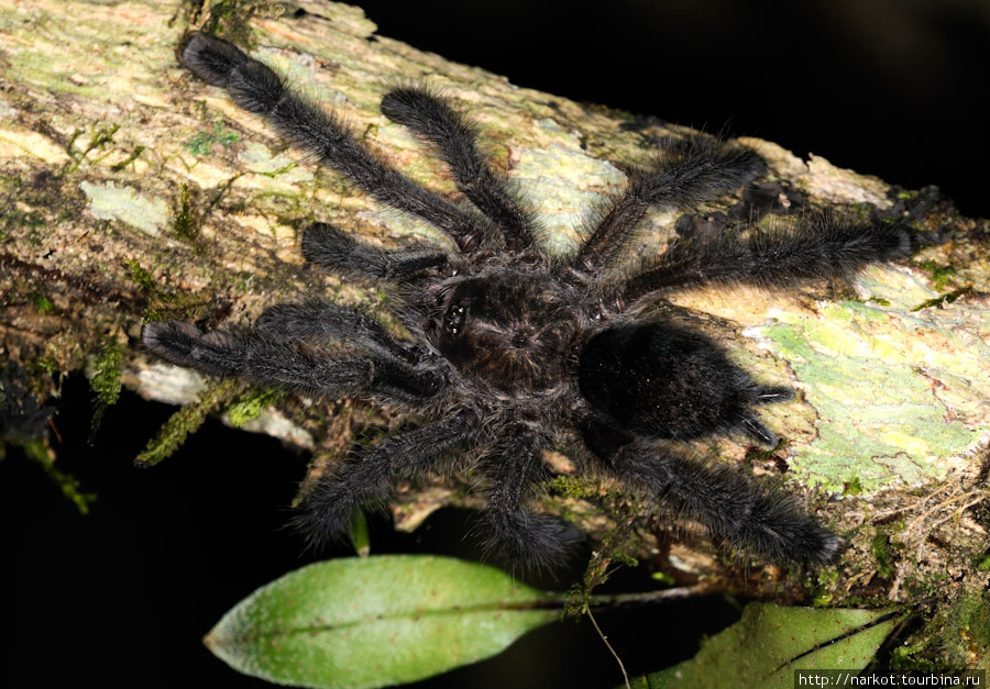 крупный паук Тена, Эквадор