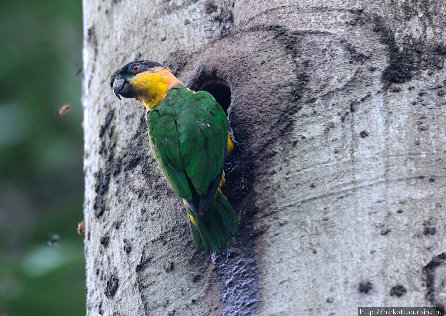 Попугай пьет сладкий сок дерева Тена, Эквадор