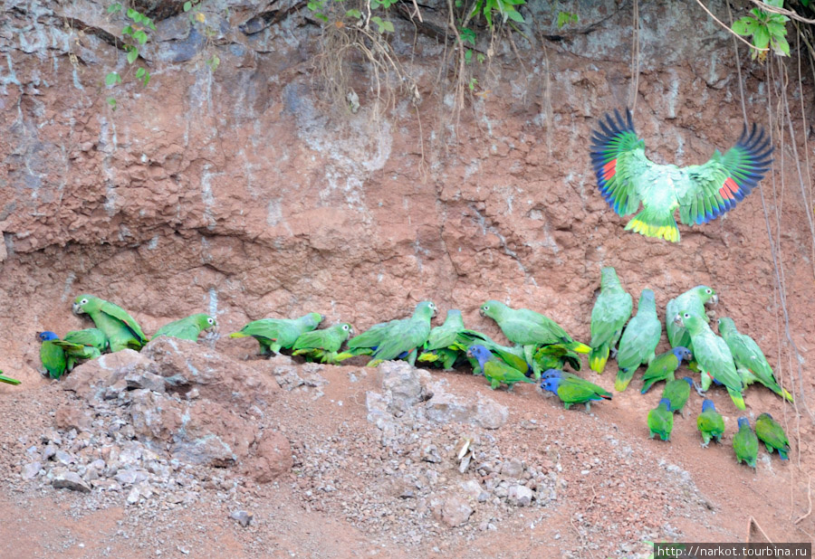 Попугаи едят глину с минеральными включениями Тена, Эквадор