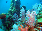 Цветные кораллы