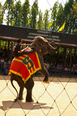 Шоу слонов в парке Нонг-Нуч лучшее.