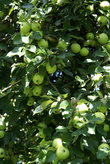 Урожай яблок в саду всего в 100 метрах от башни Бисмарка