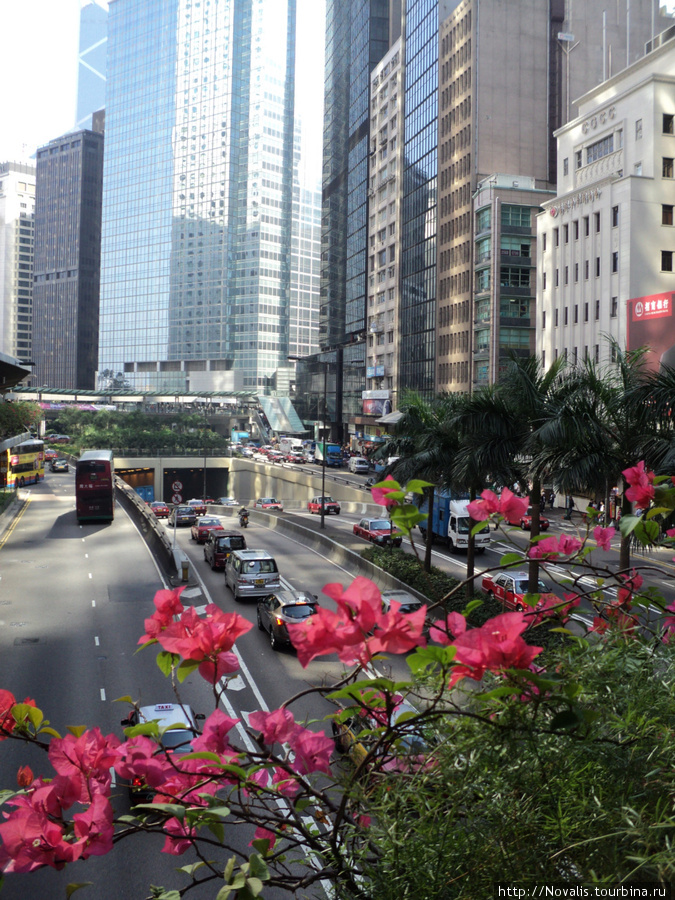 цветы и небоскребы Гонконг