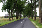 Типичная немецкая дорога на окраине Домново — с двух сторон деревья для маскировки (они должны были закрывать от самолетов-разведчиков перемещения военных колонн