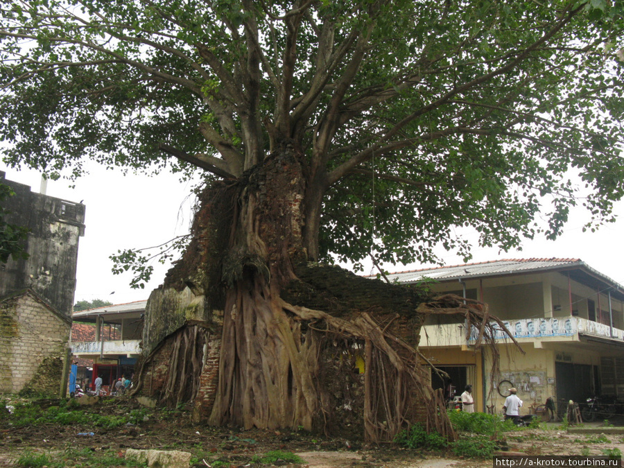 Деревья своими корнями, за десятки лет, разрушат любую стену, которую не доломали военные действия Джафна, Шри-Ланка