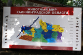 Животный мир Калининградской области