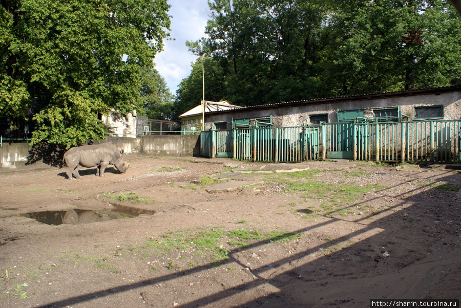 Огромный вольер для носорога Калининград, Россия