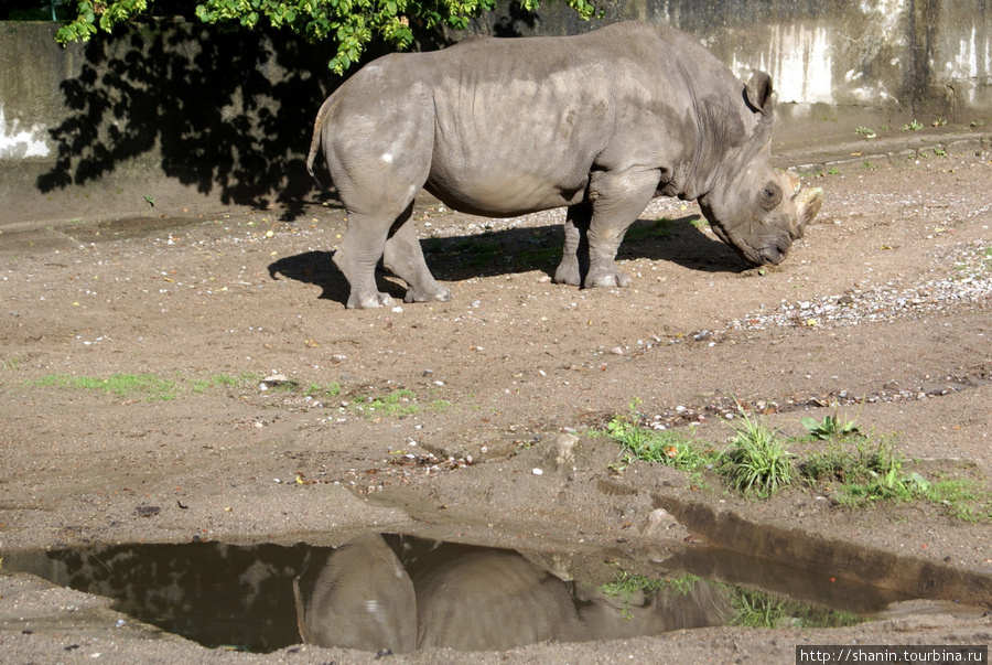 Лужа и носорог Калининград, Россия