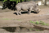 Лужа и носорог