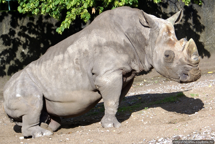 Серый носорог в зоопарке Калининград, Россия