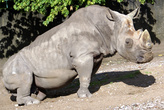 Серый носорог в зоопарке