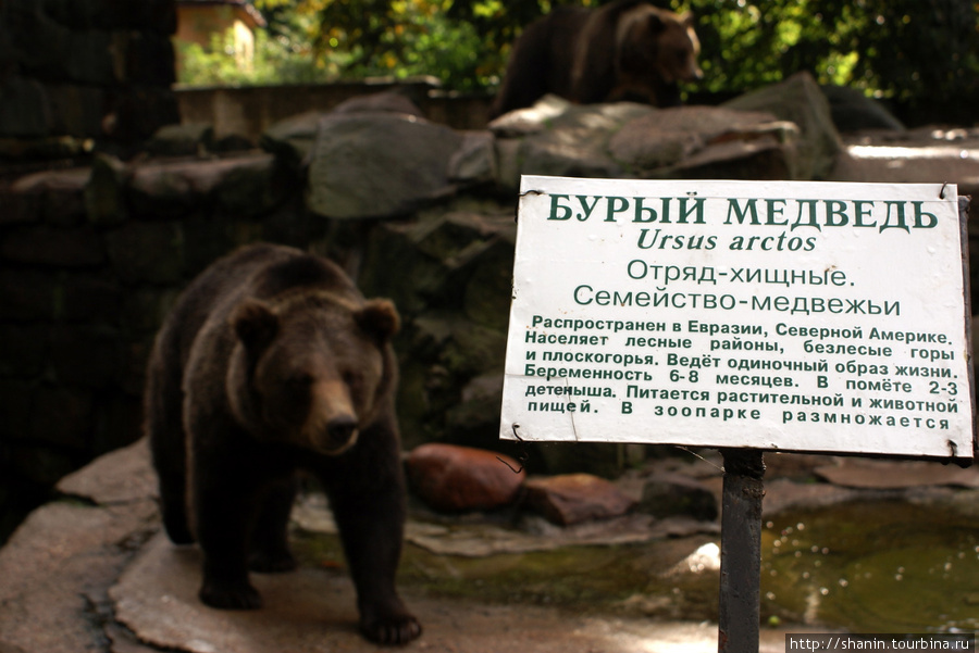 Бурый медведь в вольере Калининградского зоопарка Калининград, Россия