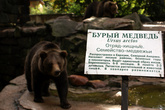 Бурый медведь в вольере Калининградского зоопарка