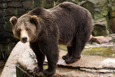 Бурый медведь в зоопарке