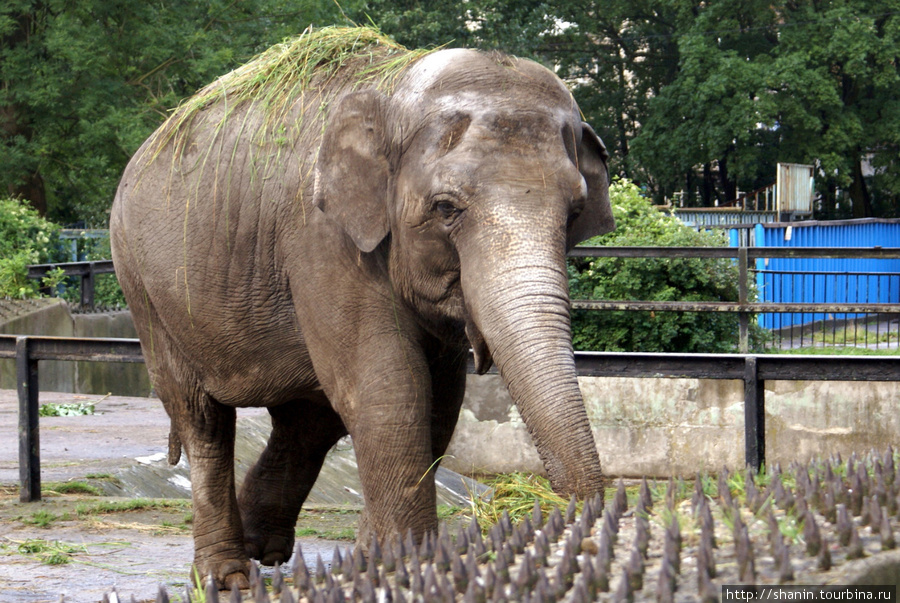 Слон в Калининградском зоопарке Калининград, Россия