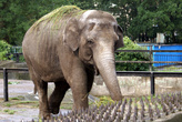 Слон в Калининградском зоопарке