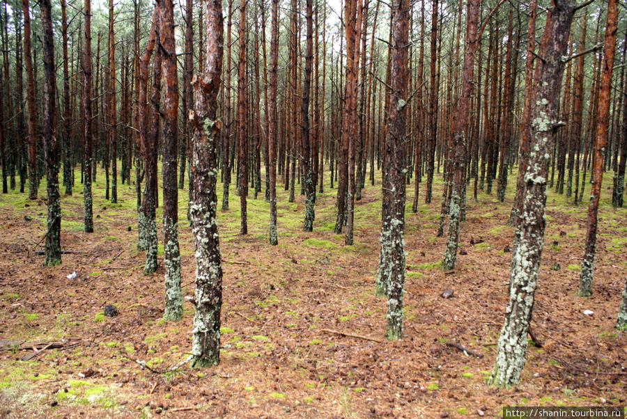 Заколдованный лес на Куршской косе Куршская Коса Национальный Парк, Россия