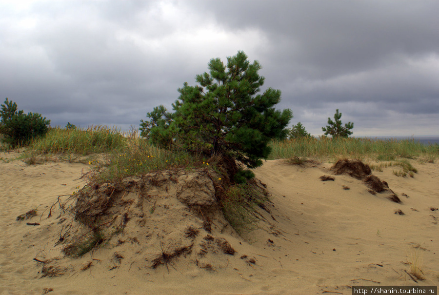 Песчаная дюна Куршская Коса Национальный Парк, Россия