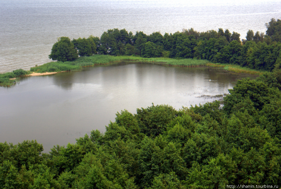 Озеро Чайка Куршская Коса Национальный Парк, Россия