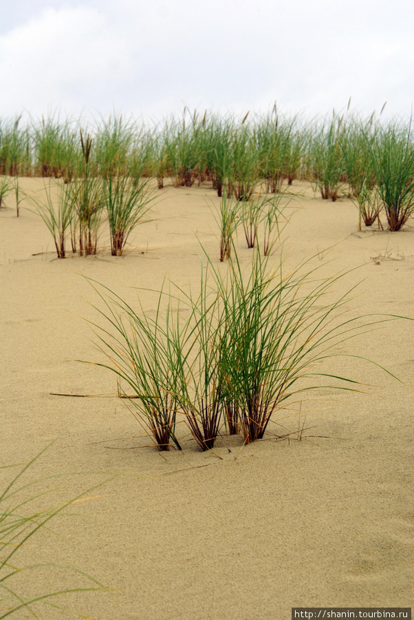 Трава на дюне Куршская Коса Национальный Парк, Россия