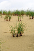 Трава на дюне