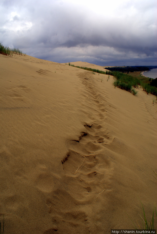 Следы на песке Куршская Коса Национальный Парк, Россия