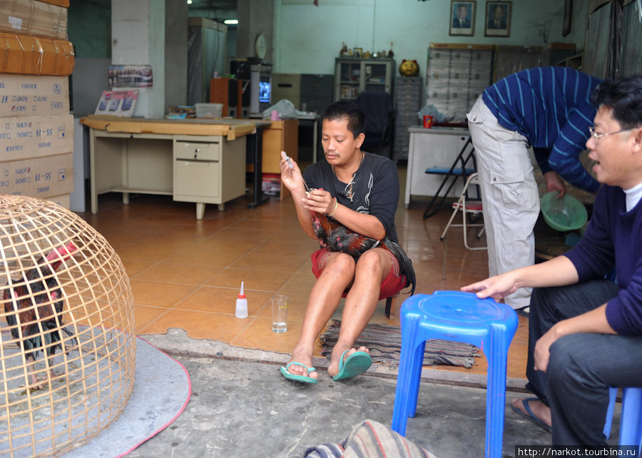 допинг для боцовского петуха Луанг-Прабанг, Лаос