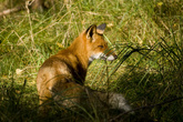 Куршская коса — заповедник, здесь запросто можно встретить лисёнка, оленёнка и другую живность