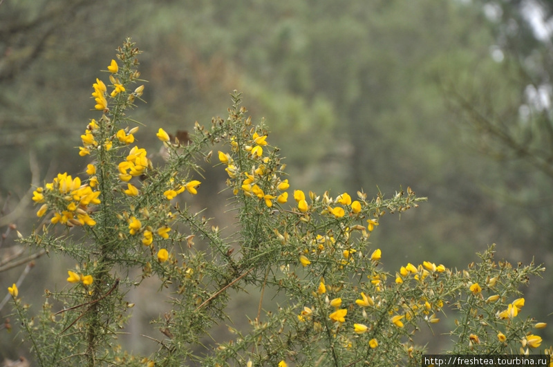 В межсезонье в лесу с красками негусто... Разве что желтый дрок (или что-то из его сородичей) встретишь на опушке. Мне казалось, его цветы в утешение путникам — вместо солнца в туманный день. Бретань, Франция