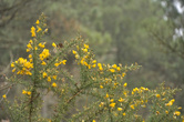В межсезонье в лесу с красками негусто... Разве что желтый дрок (или что-то из его сородичей) встретишь на опушке. Мне казалось, его цветы в утешение путникам — вместо солнца в туманный день.