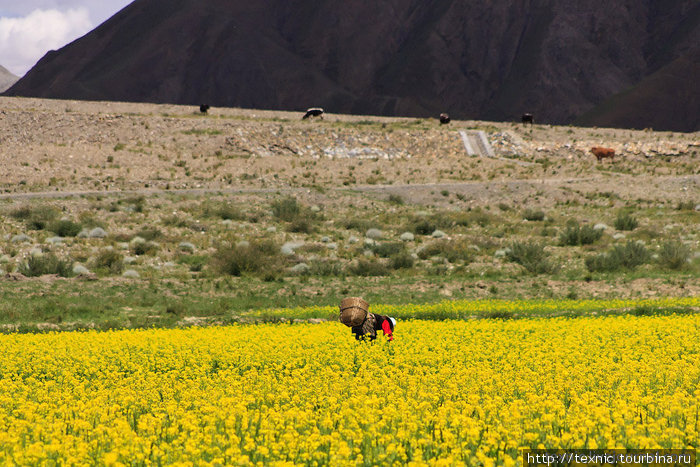 Изумительные жёлтые рапсовые поля Тибет, Китай