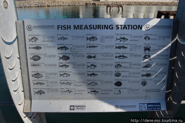 Описание рыб на портовом пирсе Порт-Линкольн, Австралия