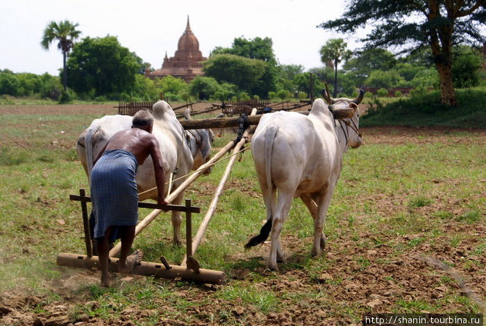 В Багане все еще пашут по-старинке Мьянма