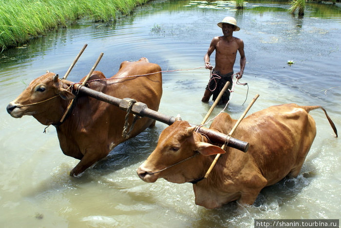 Купание коров Мьянма