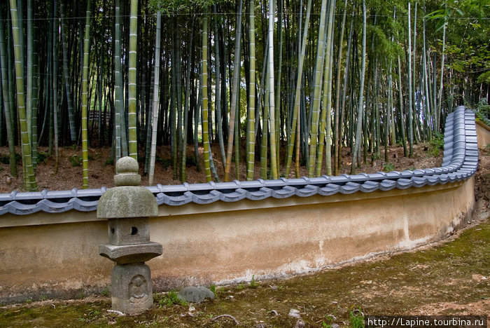 Бамбуковая заросль по дороге к кладбищу в Адасино Нэнбуцу-дзи Киото, Япония