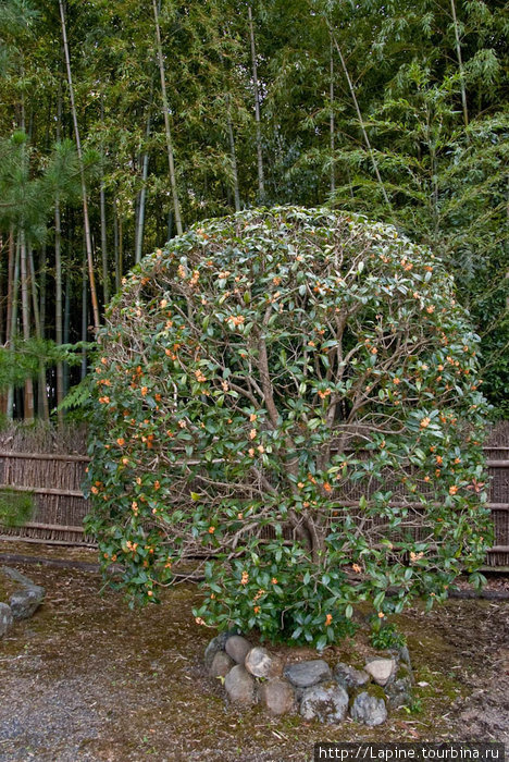 Сухофруктовое деревце на кладбище Киото, Япония