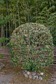 Сухофруктовое деревце на кладбище