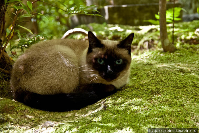 Кошки в Гио-дзи: Тяму... Киото, Япония