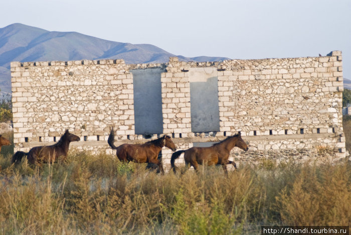 Одичалые кони в Агдаме Нагорно-Карабахская Республика (до 01.01.2024)