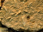 Окаменелости древнего Хвалынского моря (300 млн.лет)