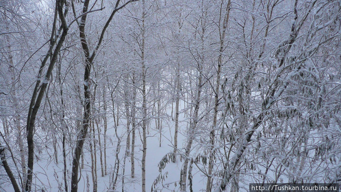 Зимой в Сибирь и почему русские морозов не боятся Сургут, Россия