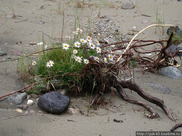 и на песке растут цветы Бурятия, Россия