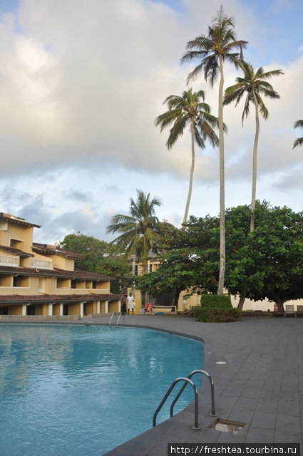 У отеля в собственности с десяток высоких тонкостволых пальм. Их кроны регулярно очищают от старых листьев, удаляют громадные бутоны и кокосы, так что  падающих с высоты орехов бояться не стоит. Хиккадува, Шри-Ланка