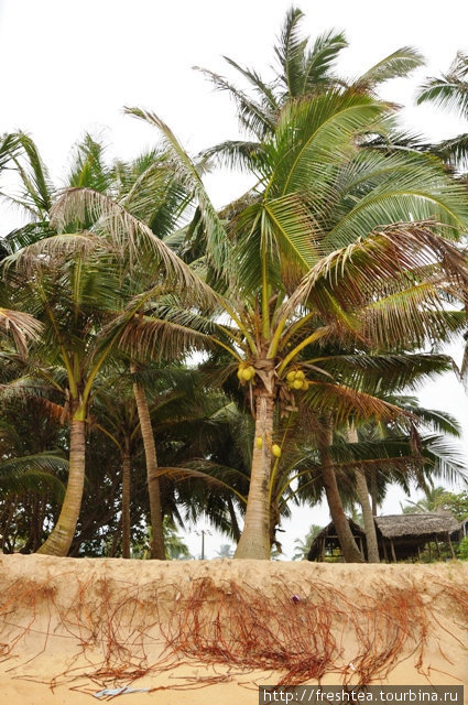 Волны то и дело размывают берег в Хиккадуве, даже пальмам не устоять перед ними! Хиккадува, Шри-Ланка